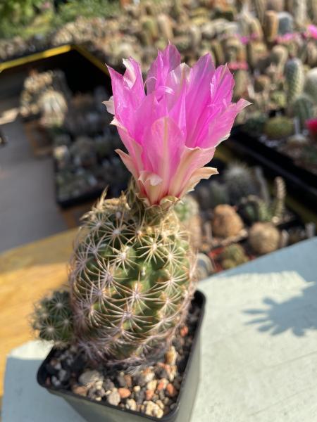 Thelocactus bicolor ssp. schwarzii